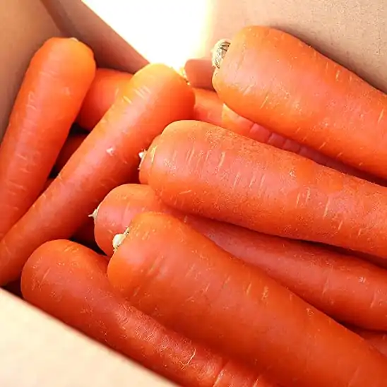 【ジュース用？】訳あり にんじん 人参 国産 5kg 1,350円（270円/㎏）送料無料！
