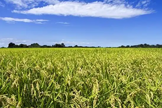 【8】パールライス 無洗米 パールライスのお米(国産米)5kg